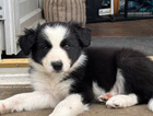 puppy