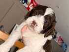 Puppy
