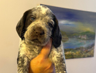 puppy