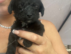 puppy