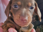 puppy