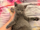 kitten