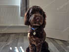 Puppy