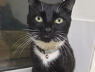 LOST CAT