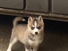 puppy