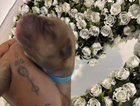 puppy
