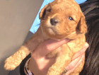 puppy  blue