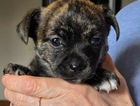 puppy