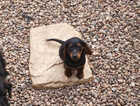 Puppy