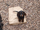 puppy