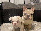 puppy