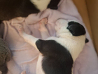 puppy