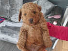 Puppy