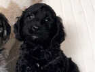Puppy