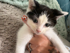 kitten
