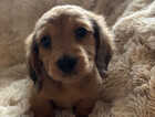Puppy