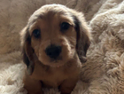 puppy
