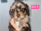 girl  merle