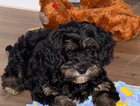 puppy