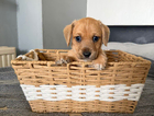 puppy