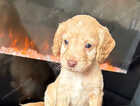 Puppy