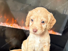 puppy