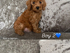 puppy