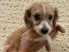 Puppy