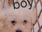 puppy
