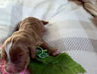 Puppy