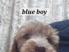 Puppy