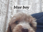 puppy