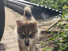 puppy
