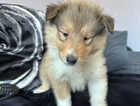 Puppy