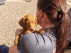 puppy
