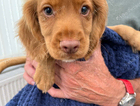 puppy