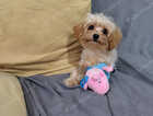 Puppy