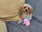 puppy