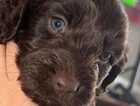 Puppy