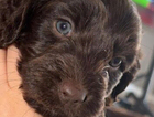 puppy