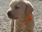 puppy