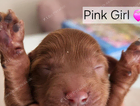 pink girl