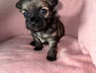Puppy