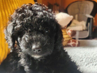 puppy