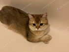 Missing cat