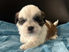puppy