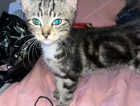 Kitten
