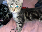 kitten