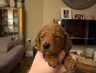 puppy