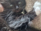 kitten